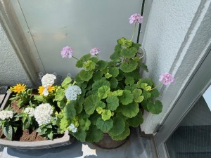 花３